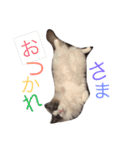 ほっこりラグちゃん（個別スタンプ：9）