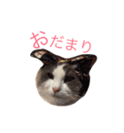 ほっこりラグちゃん（個別スタンプ：14）