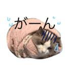 ほっこりラグちゃん（個別スタンプ：15）
