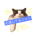 ほっこりラグちゃん（個別スタンプ：16）