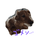 ちゃ3（個別スタンプ：3）