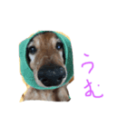ちゃ3（個別スタンプ：4）