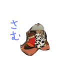 ちゃ3（個別スタンプ：5）