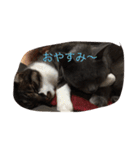 Kiwi ＆ Ginji（個別スタンプ：2）