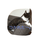Kiwi ＆ Ginji（個別スタンプ：3）