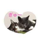 Kiwi ＆ Ginji（個別スタンプ：5）