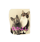 Kiwi ＆ Ginji（個別スタンプ：7）