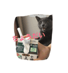 Kiwi ＆ Ginji（個別スタンプ：8）