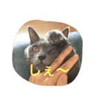 Kiwi ＆ Ginji（個別スタンプ：11）