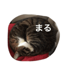 Kiwi ＆ Ginji（個別スタンプ：12）