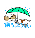 かわいいシーズースタンプ2（個別スタンプ：2）