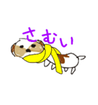 かわいいシーズースタンプ2（個別スタンプ：4）