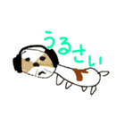 かわいいシーズースタンプ2（個別スタンプ：16）