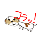 かわいいシーズースタンプ2（個別スタンプ：20）