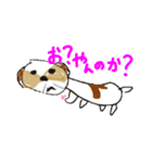 かわいいシーズースタンプ2（個別スタンプ：30）