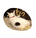 子猫のもちちゃん(=^・^=)生活活用編（個別スタンプ：1）