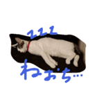 子猫のもちちゃん(=^・^=)生活活用編（個別スタンプ：2）