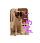 子猫のもちちゃん(=^・^=)生活活用編（個別スタンプ：3）