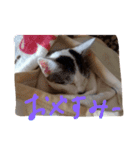 子猫のもちちゃん(=^・^=)生活活用編（個別スタンプ：4）