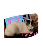 子猫のもちちゃん(=^・^=)生活活用編（個別スタンプ：5）