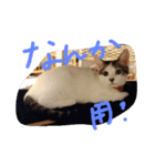 子猫のもちちゃん(=^・^=)生活活用編（個別スタンプ：6）