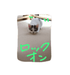 子猫のもちちゃん(=^・^=)生活活用編（個別スタンプ：7）