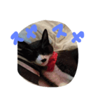 cat Happiness（個別スタンプ：5）
