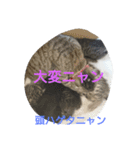 cat Happiness（個別スタンプ：6）