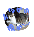 cat Happiness（個別スタンプ：7）