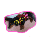 dogmaron（個別スタンプ：3）