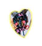 dogmaron（個別スタンプ：5）