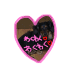 dogmaron（個別スタンプ：6）
