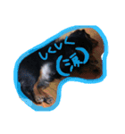 dogmaron（個別スタンプ：8）