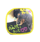 dogmaron（個別スタンプ：10）