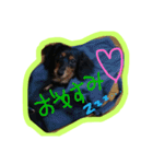 dogmaron（個別スタンプ：11）