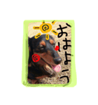 dogmaron（個別スタンプ：12）