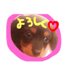 dogmaron（個別スタンプ：16）