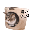 マンチカンのチョコパン（個別スタンプ：4）