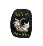 レイくんねこ☆すた Part.2（個別スタンプ：2）