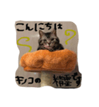 レイくんねこ☆すた Part.2（個別スタンプ：4）