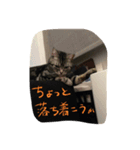レイくんねこ☆すた Part.2（個別スタンプ：7）