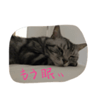 レイくんねこ☆すた Part.2（個別スタンプ：8）