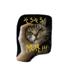 レイくんねこ☆すた Part.2（個別スタンプ：9）