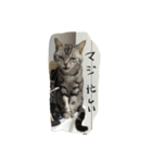 レイくんねこ☆すた Part.2（個別スタンプ：11）