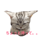 にゃんにゃんらいふ（個別スタンプ：4）