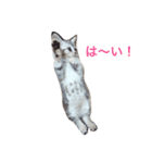 にゃんにゃんらいふ（個別スタンプ：6）