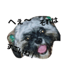Carol of a Shih Tzu dog（個別スタンプ：2）
