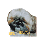 Carol of a Shih Tzu dog（個別スタンプ：3）