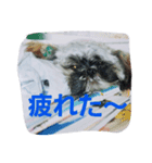 Carol of a Shih Tzu dog（個別スタンプ：4）