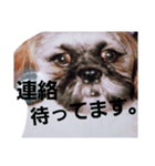 Carol of a Shih Tzu dog（個別スタンプ：5）